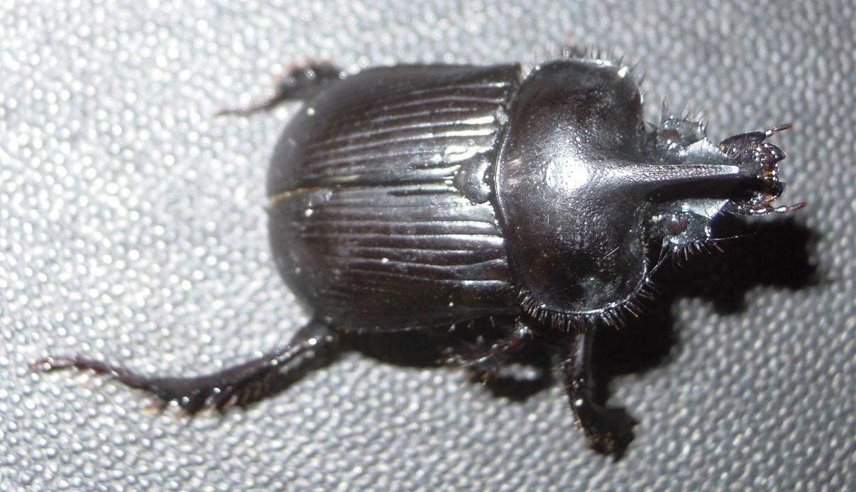 Ceratophyus rossii